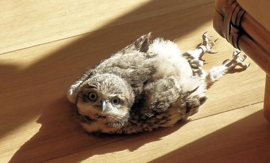 baby owl