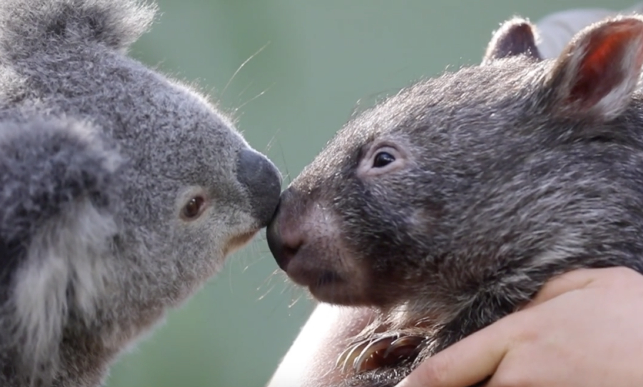 koala wombat best friends