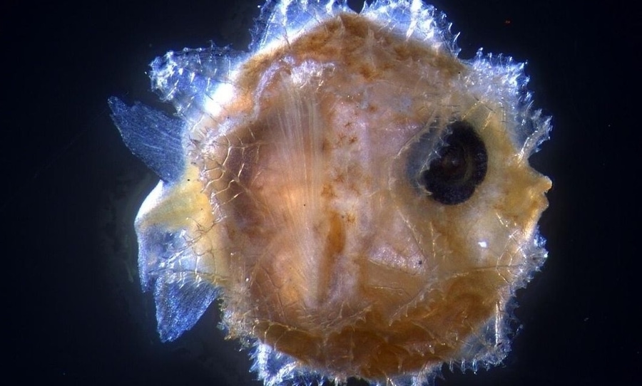 Sunfish Larva