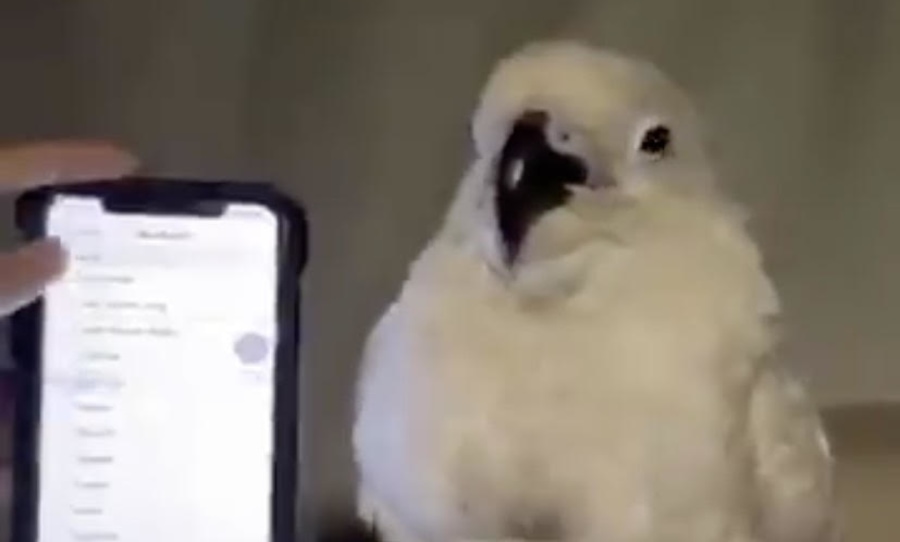 Video of little dancing cockatoo is sure to brighten your day