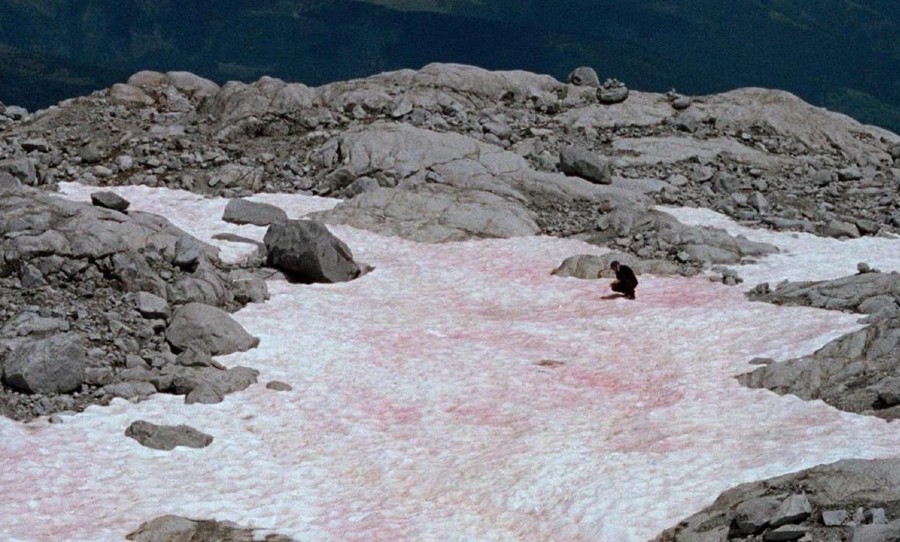 Italian Alps, pink snow, environmental disaster, climate change, global warming