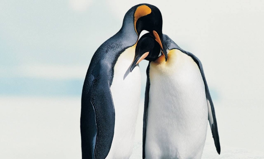penguins, love lives, japan, flow chart