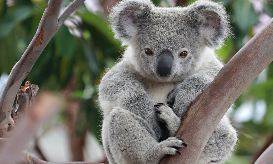 Koalas, Bushfires