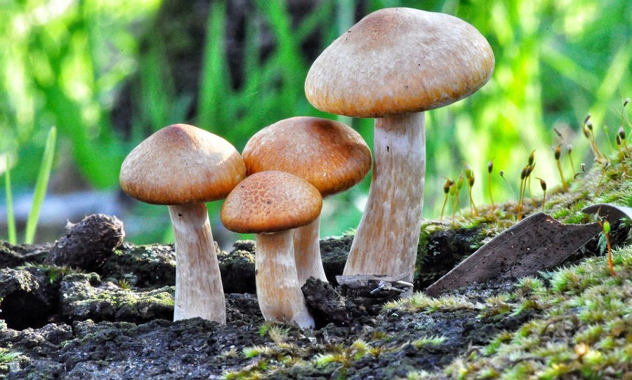 Magic Mushrooms (1)