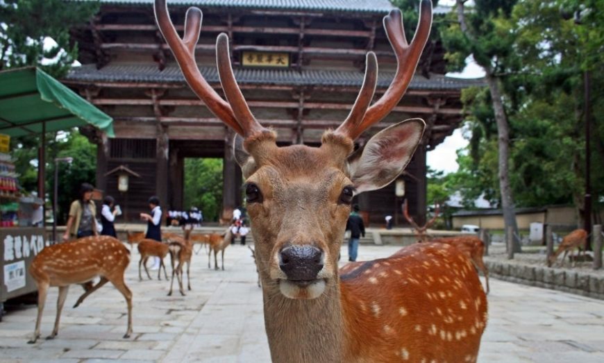 Japan deer Nara Park corona virus covid