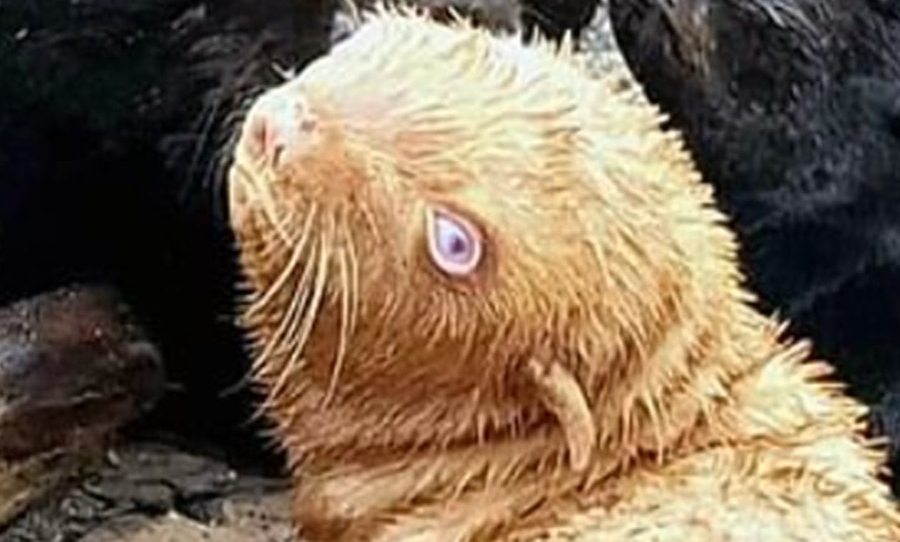 rare ginger seal pup