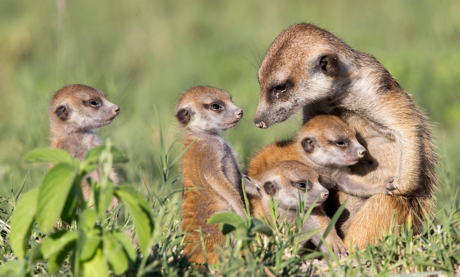 meerkats biodiversity