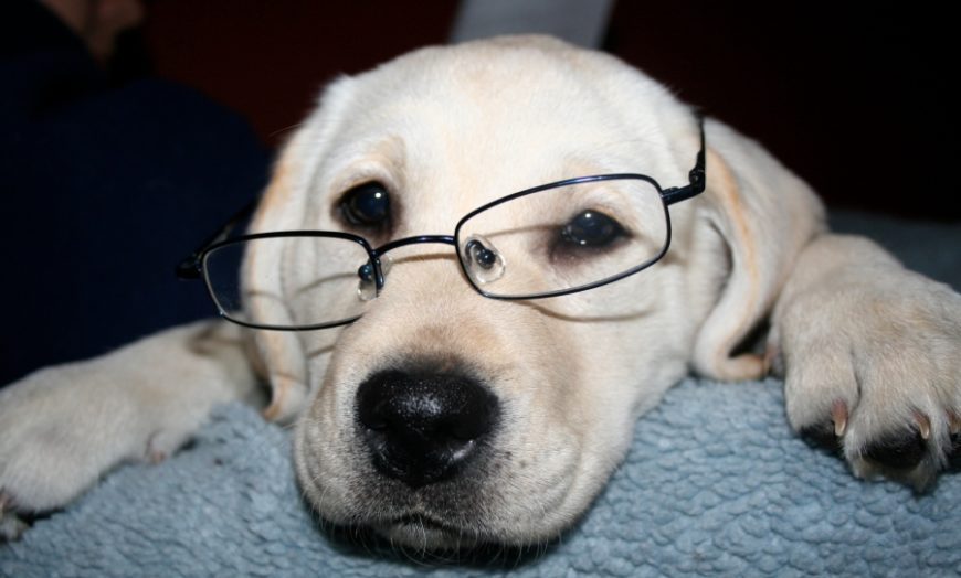 The 79 smartest dogs (according to a dog psychologist)