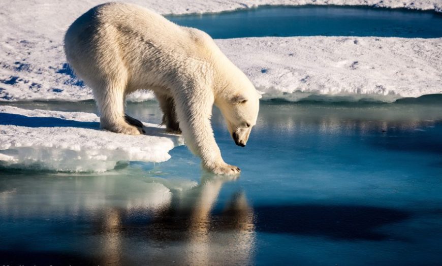 Urso Polar derretendo o gelo marinho