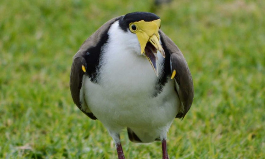 Plovers aren't actually the enemy, they're just misunderstood