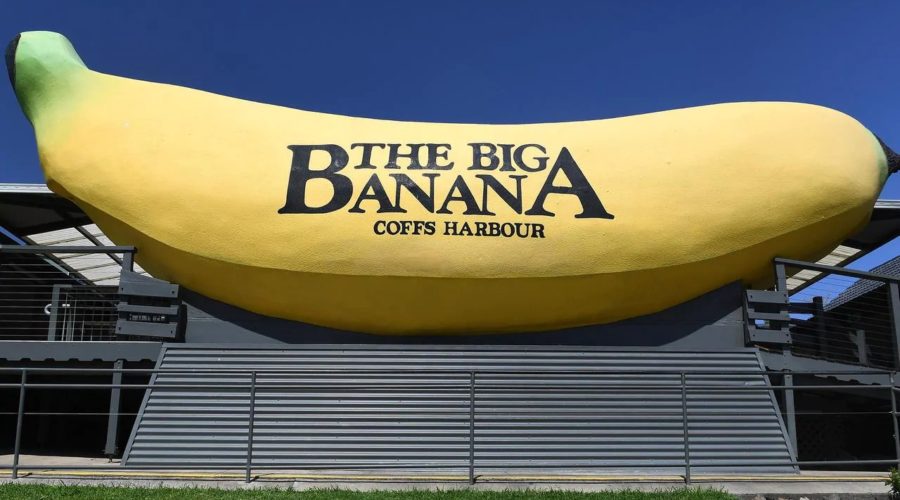 A grande bananeira