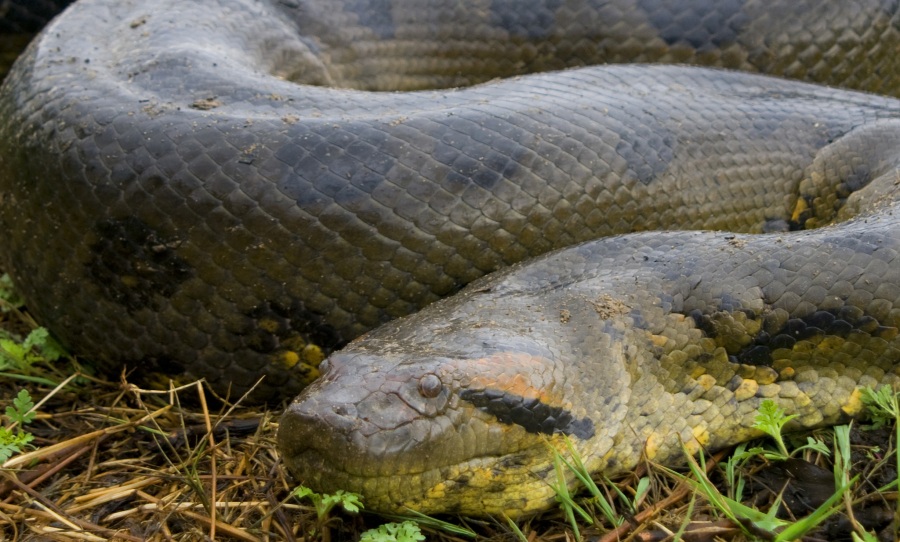 The terrifyingly large green anaconda is the world’s 