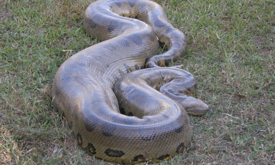 green anaconda world's biggest snake