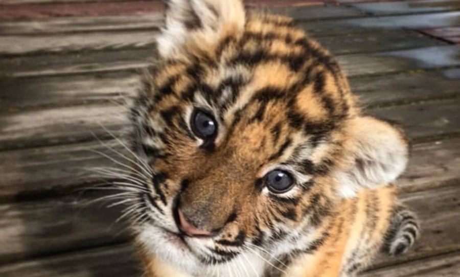 tiger cub kitten