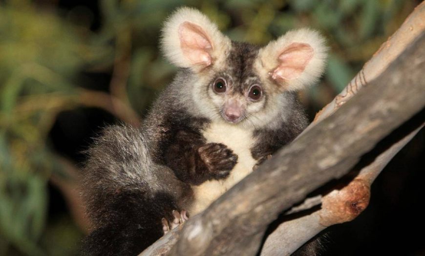 Two new marsupial  species have just been discovered in 