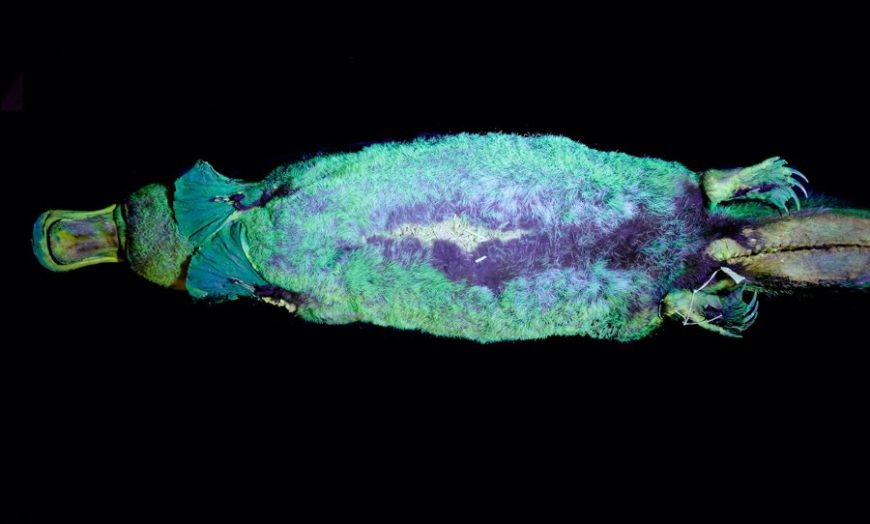 scientists-have-just-discovered-that-platypus-glow-under-uv-light