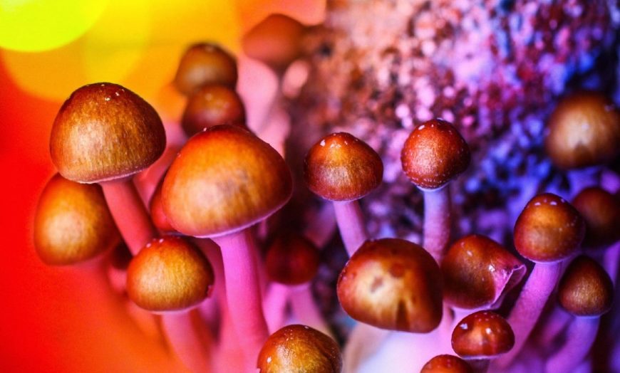 Psilocybin Mushrooms MDD