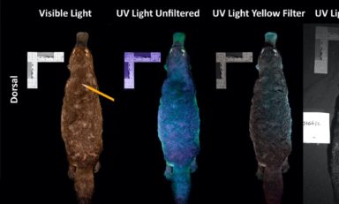 Scientists have just discovered that platypus glow under UV light