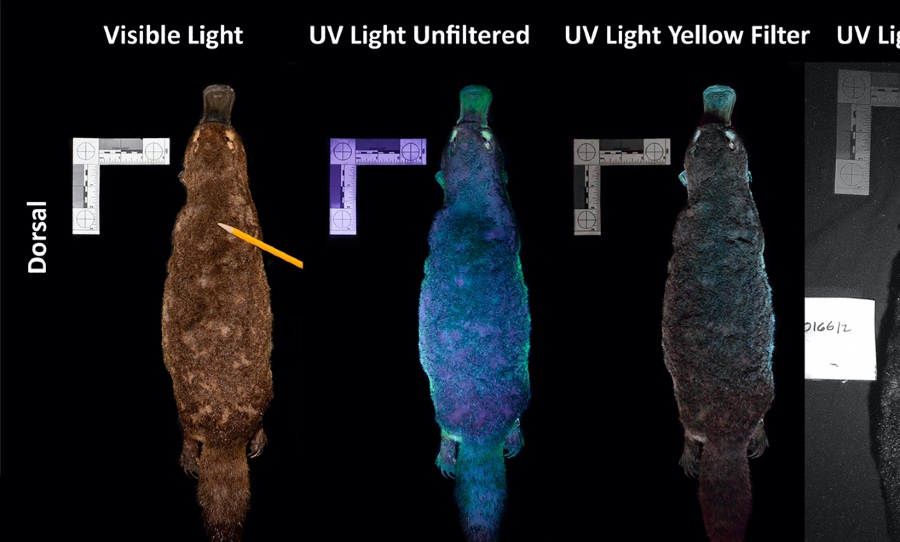 Platypus UV Glow Comparisons