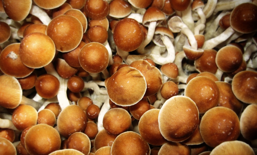 Psilocybin Mushrooms Major Depression Cure