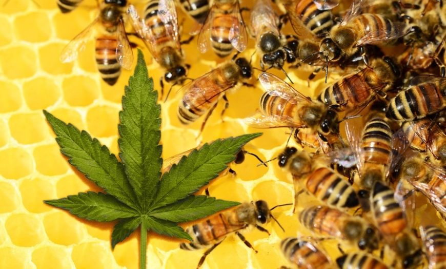 Bees Love Cannabis And It Can Help Save Their Dying Populations, Study ...