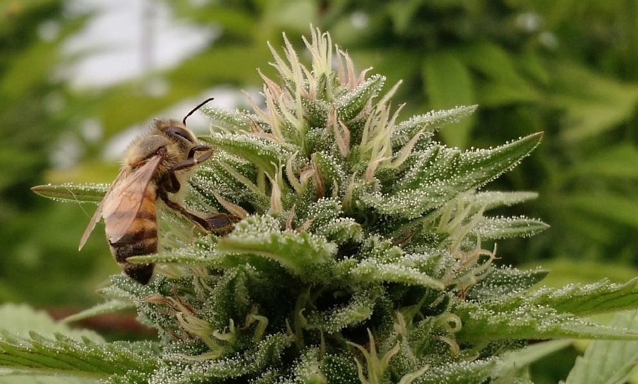 Weed Bee cannabis