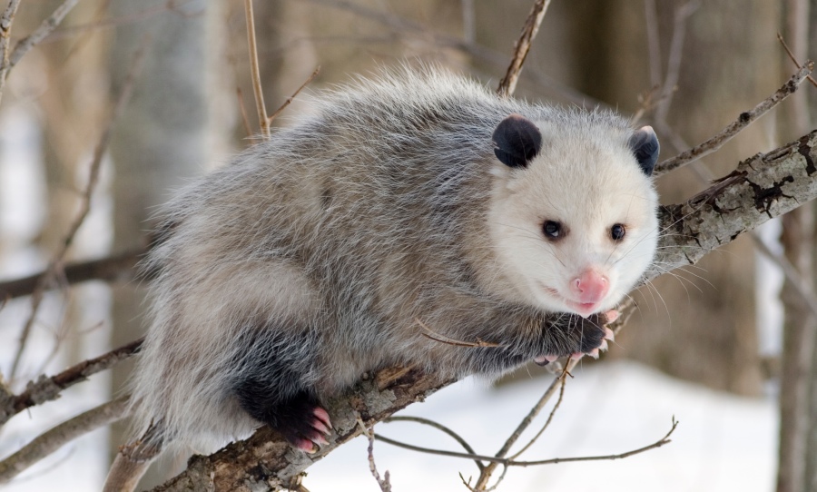Opossum 