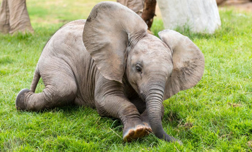 Thai Rescue Worker Uses CPR To Save Baby Elephant Hit In Motorcycle 