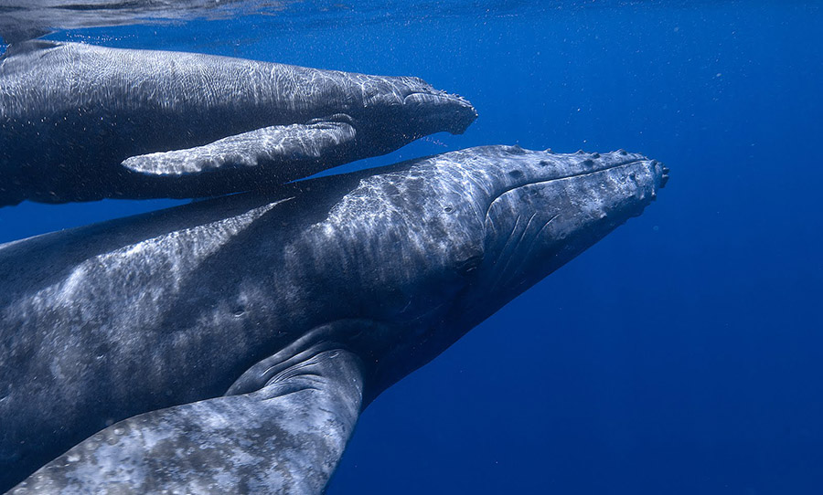 blue whales swimming