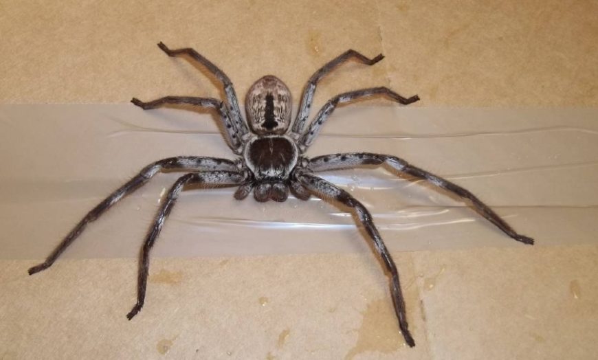 nope-some-guy-let-a-huntsman-spider-live-in-his-home-for-a-year-and-it