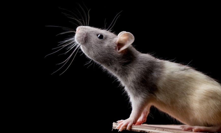 Paralysis gene therapy mouse