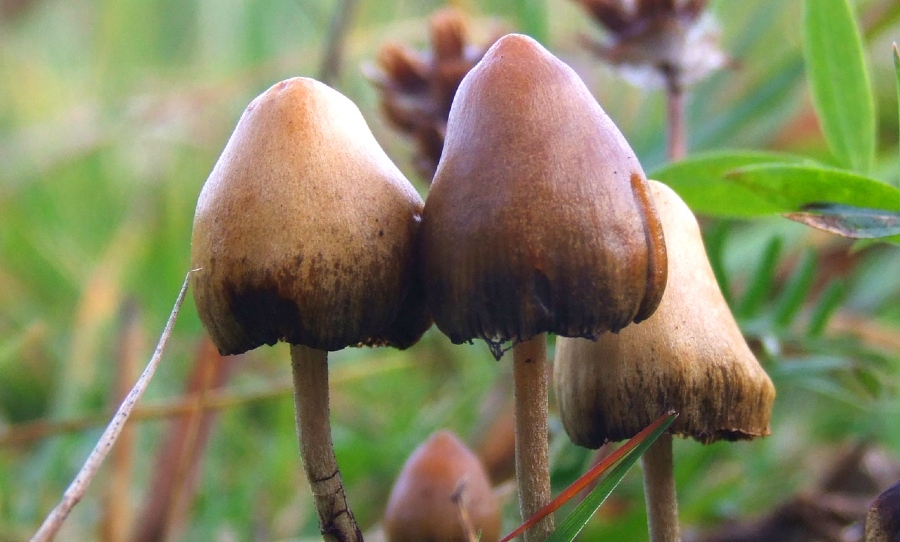 Photo: Mushroom Observer