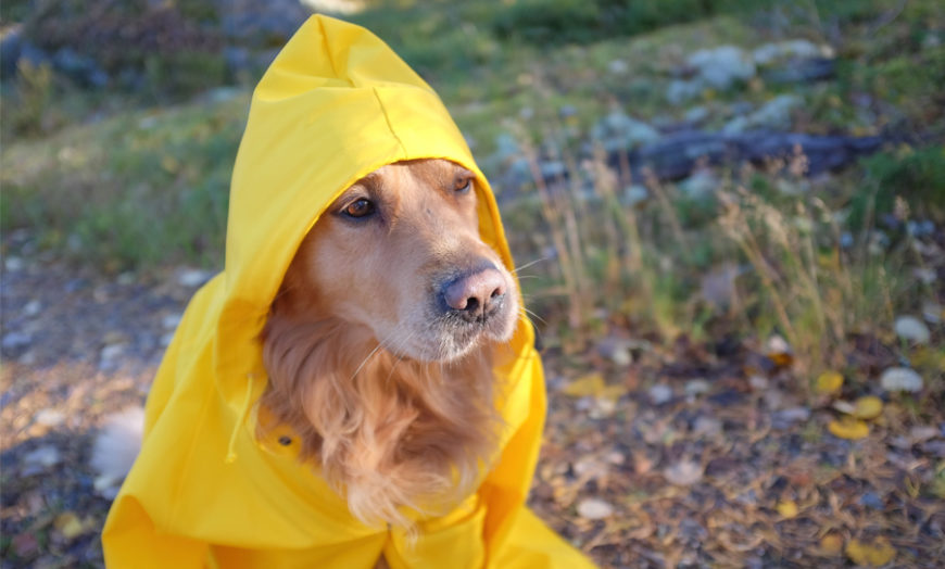 raincoat dog