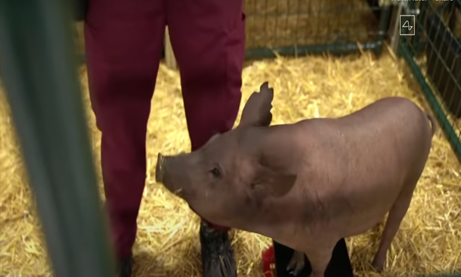 Gertude the Pig being fed.