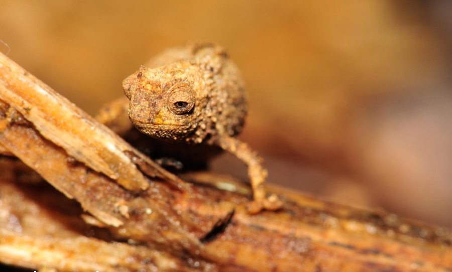 Female Nano-Chameleon
