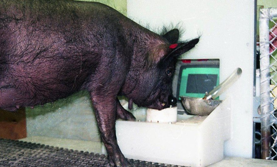 pigs can play video games