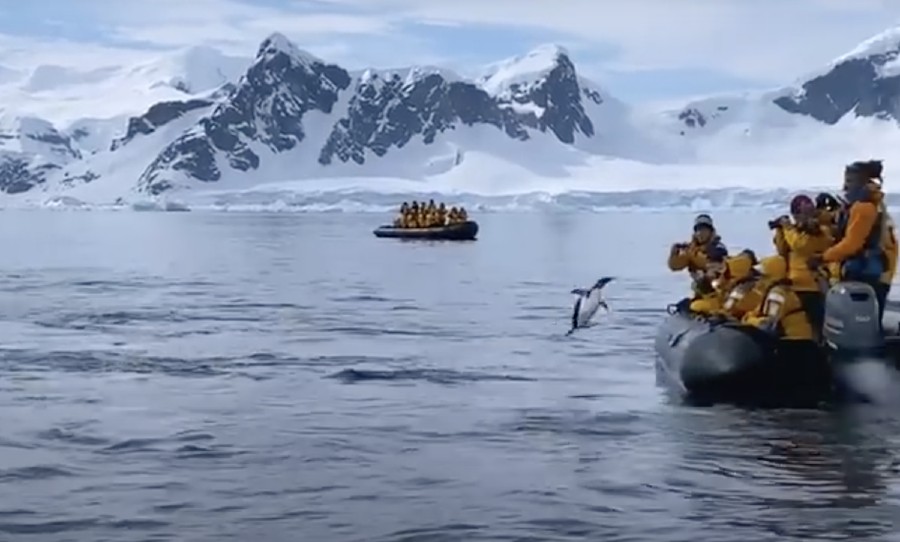 Penguin in Antarctica jumping in boat