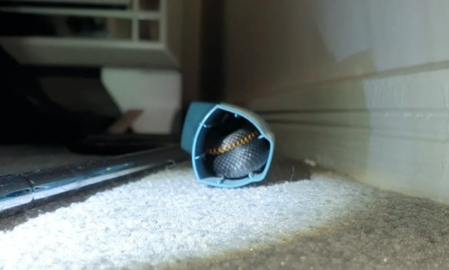 Snake inside puffer