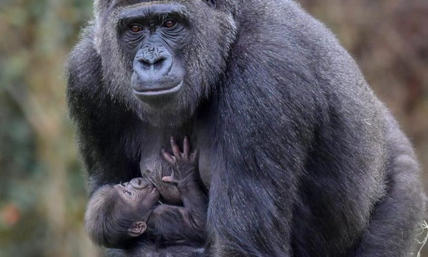covid baby gorilla
