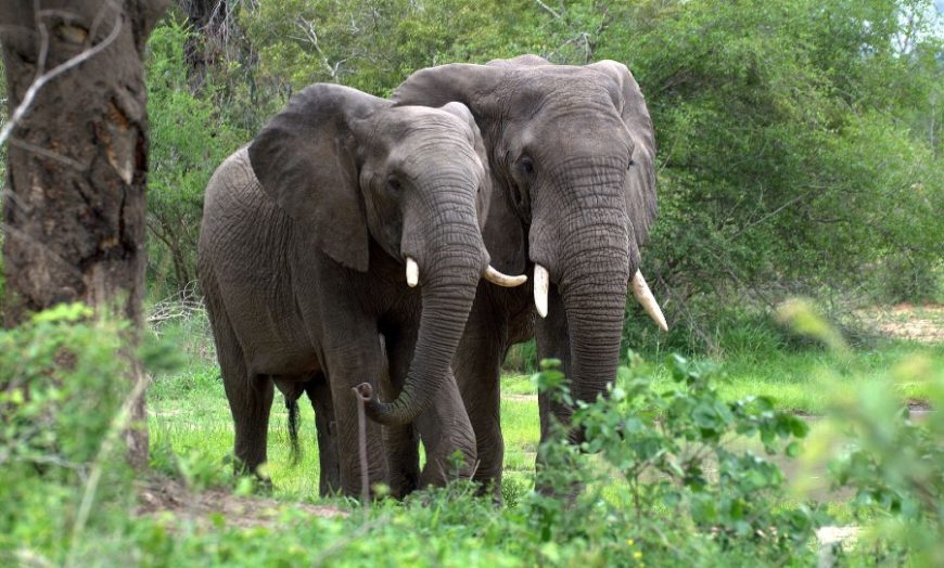 Both species of African elephant are now officially endangered