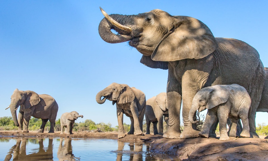 Both species of African elephant are now officially endangered