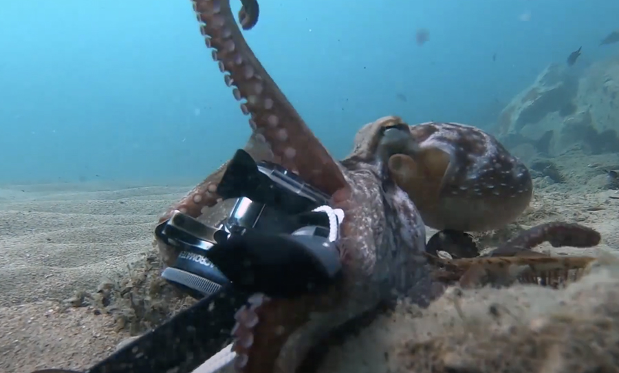 octopus selfie