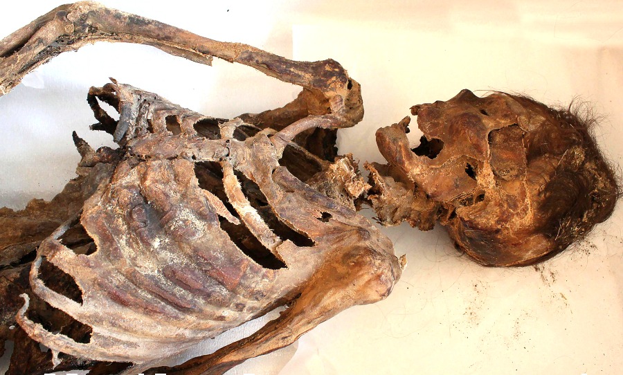 Amerika træt Berolige Steezy 1,100 year-old mummy found wearing 'Adidas sneakers'