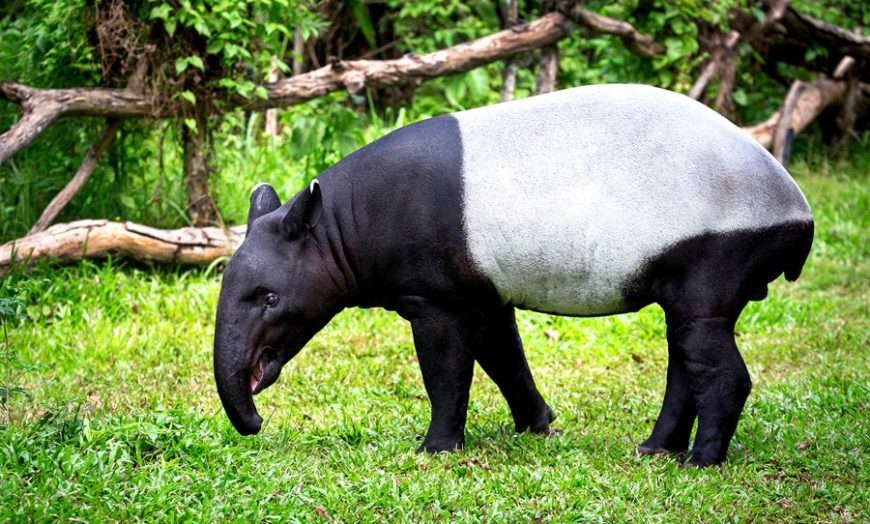 Tapir Penis Scratching