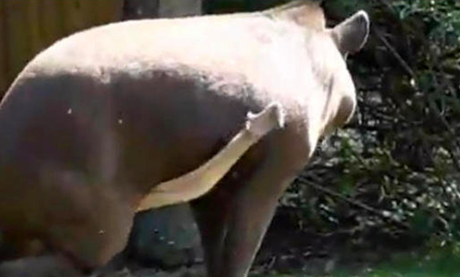 Tapir penis Scratching