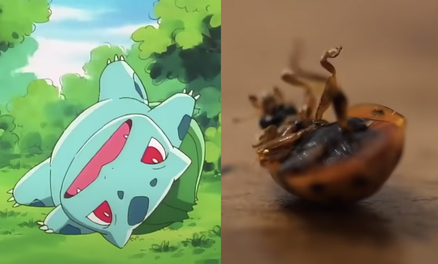 Pokémon intro stock footage bulbasaur cockroach