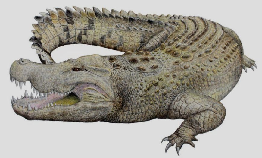 Crocodile species