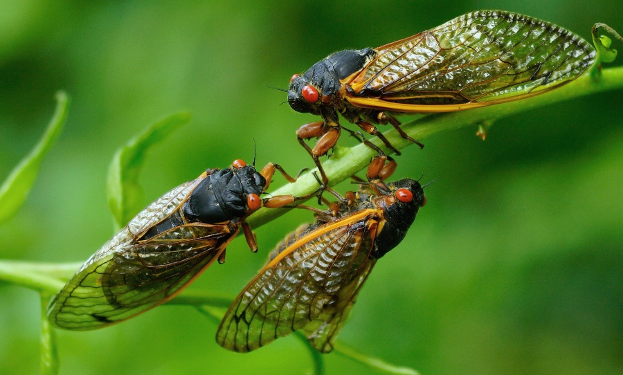cicada brood x food sex