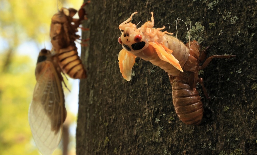 cicada brood x fungus reproduce