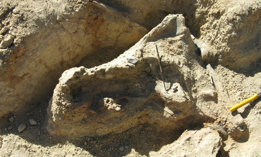 Crocodile skull on the ground